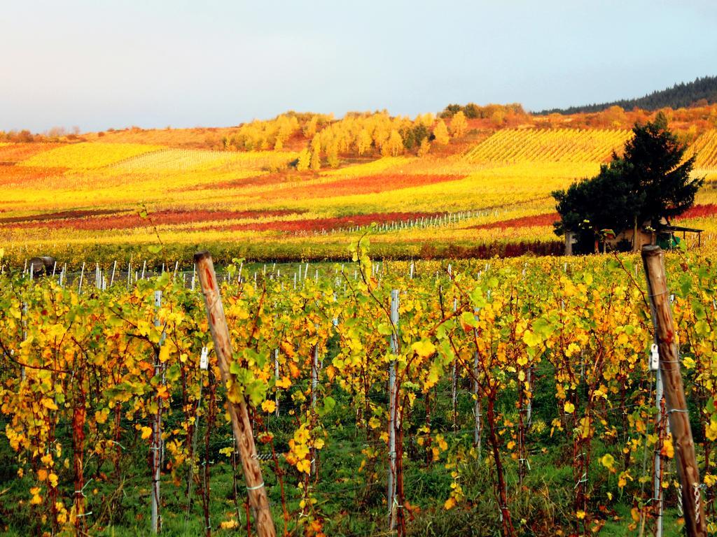 Ferienweingut Rainer Beitzel Kröv Exterior foto